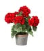 12.5" Potted Geranium in Tin Pot Red