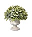 9" Flocked Sage Dome Topiary