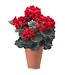 17" Potted Velvet Mature Geranium Red
