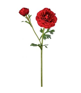 19" Just Cut Cloony Ranunculus +Bud Red