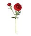 19" Just Cut Cloony Ranunculus +Bud Red