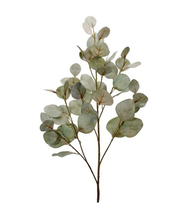 34" Bleached Silver Dollar Eucalyptus Frosted Green