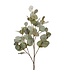 34" Bleached Silver Dollar Eucalyptus Frosted Green
