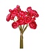 11" Garden Ranunculus Bundle