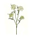 33" Wild Dill Spray White