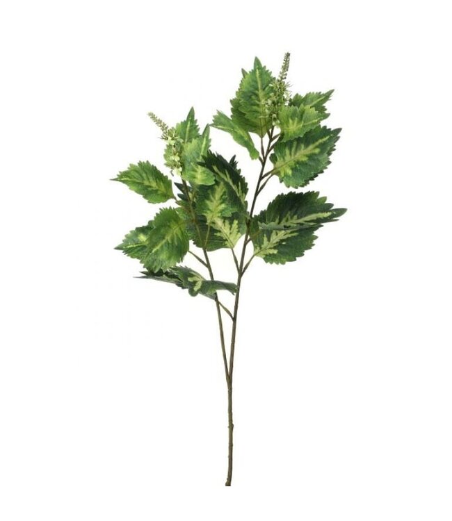 34" Garden Coleus Spray Green White