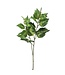 34" Garden Coleus Spray Green White