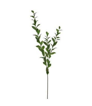 55" Southern Salal Stem