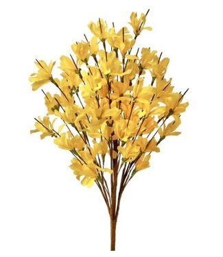 20” Forsythia Bush