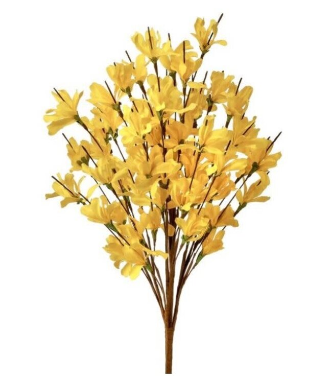 20” Forsythia Bush