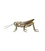 Resin & Metal Grasshopper