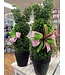 32" UV Boxwood Bunny Topiary