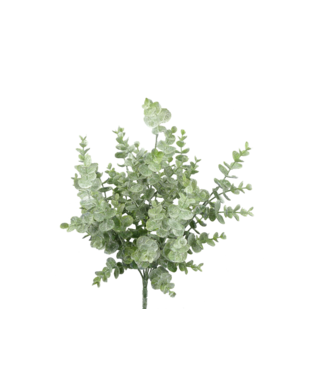 White Eucalyptus Bush