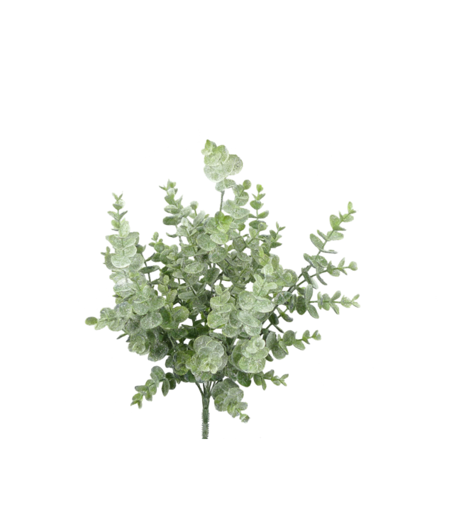 White Eucalyptus Bush