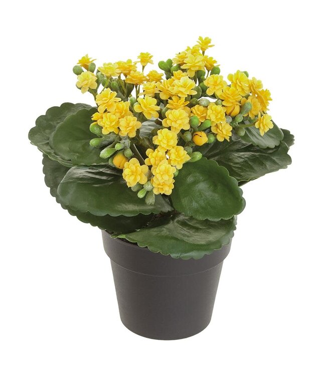 8.25" Kalanchoe in Plastic Pot