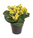 8.25" Kalanchoe in Plastic Pot