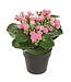 8.25" Kalanchoe in Plastic Pot