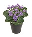8.25" Kalanchoe in Plastic Pot