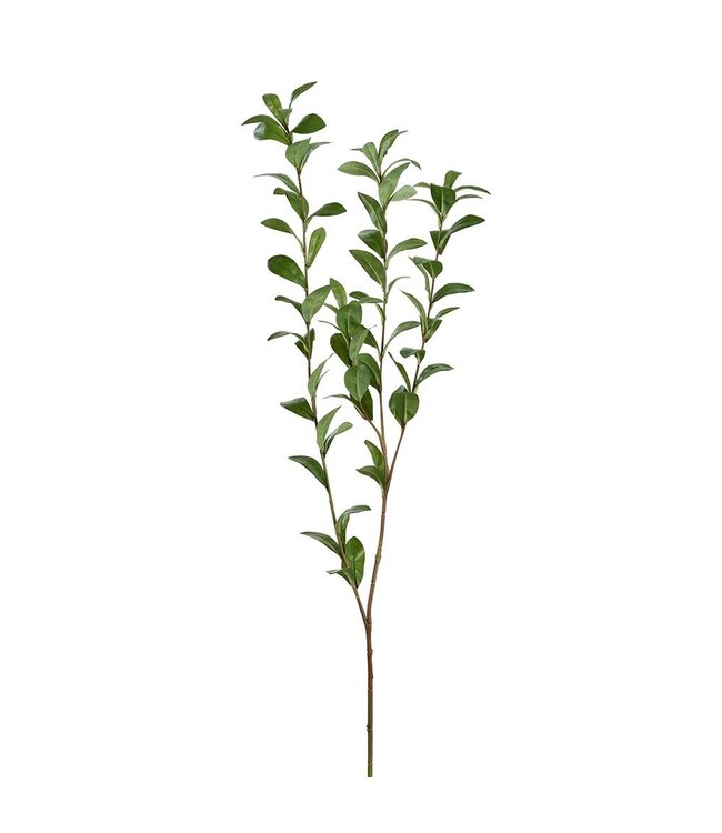 47" Ruscus Hypophyllum Spray Green