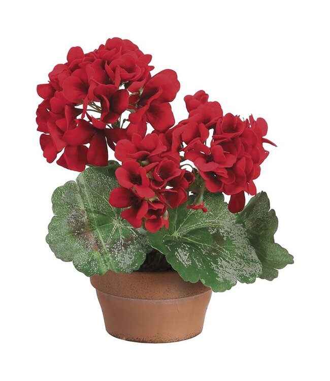9" Geranium in Terra Cotta Pot Red