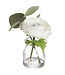 6" Ranunculus in Glass Vase