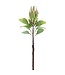 29" Protea Spray