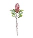 29" Protea Spray