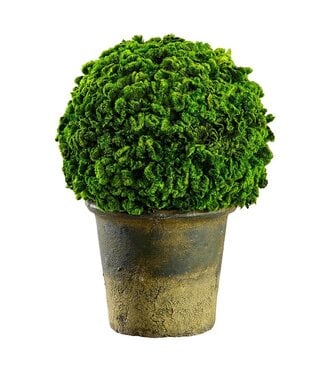 9.8" Preserved Celosia Ball Topiary in Clay Pot Green