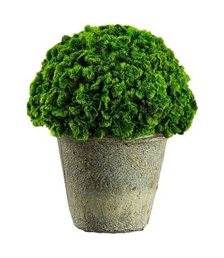 6.3" Preserved Moss in Clay Pot Green