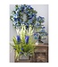 22" Cornflower Bush with 12 Flowers Blue Royal