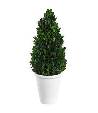 16.5" Preserved Boxwood Cone Topiary in Pot Green