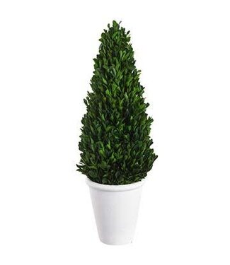 21" Preserved Boxwood Cone Topiary in Pot Green