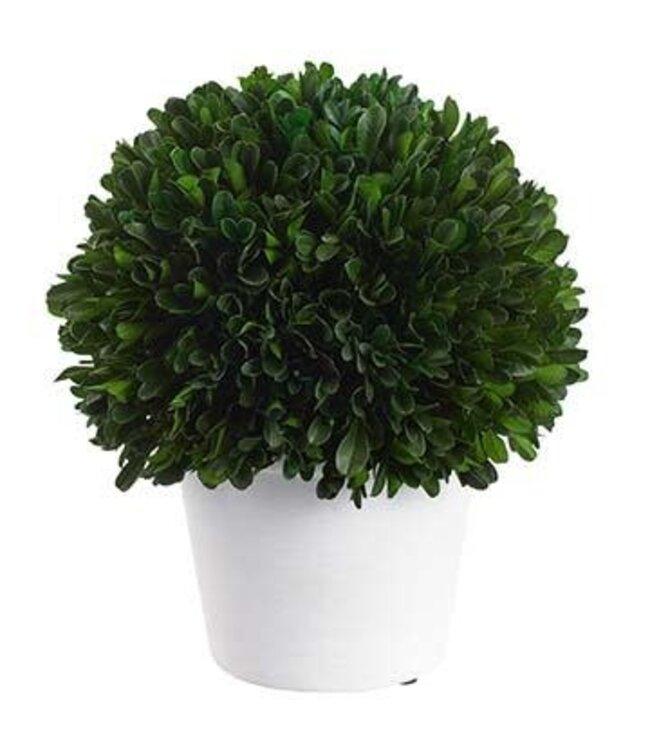 9.5" Preserved Boxwood Ball Topiary in Pot Green