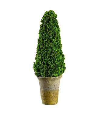 16.5" Preserved Celosia Cone Topiary in Clay Pot Green