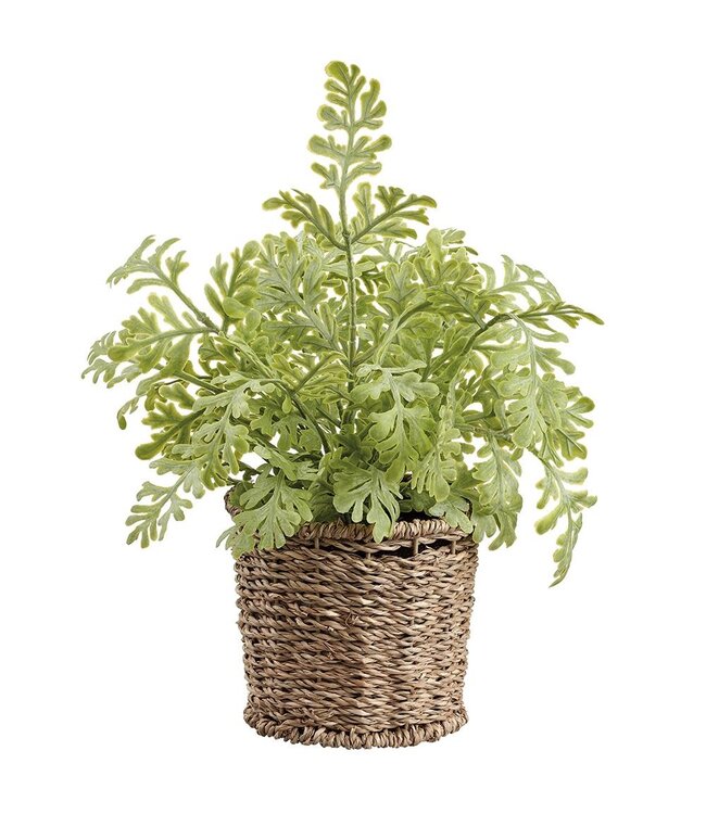 10" Fern in Basket Green