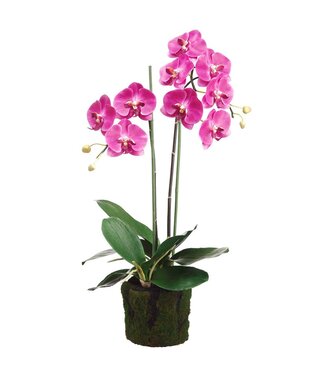 30" Phalaenopsis Orchid Plant With Soil And Moss Orchid Two Tone