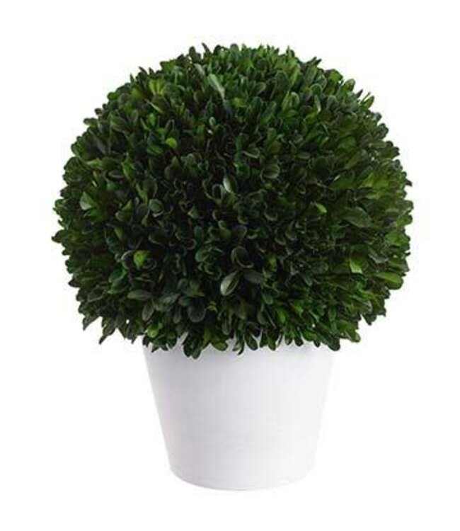 13.5" Preserved Boxwood Ball Topiary in Pot Green