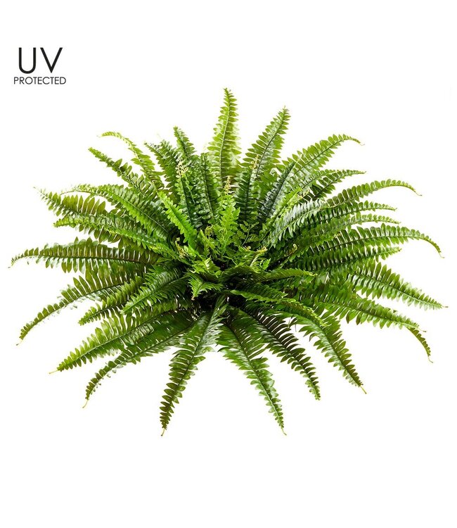 26" UV Protected Boston Fern Bush Green