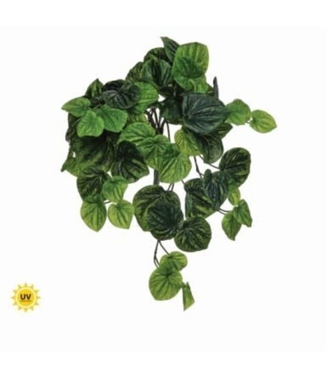 21" UV Hanging Peperomia Bush