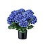 22" Potted Garden Hydrangea