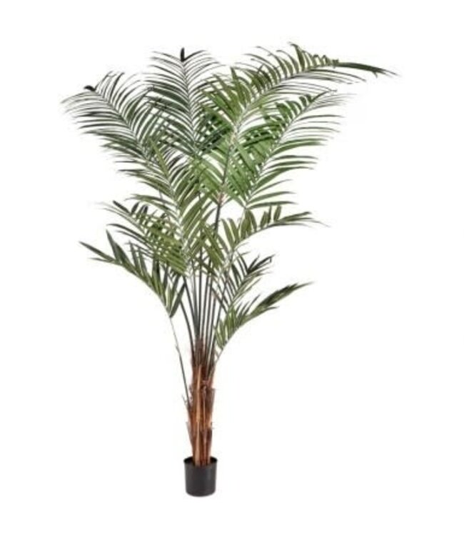 Potted UV Treat Kentia Palm