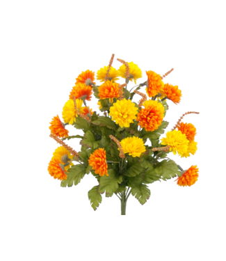 Pompom Mum Bush