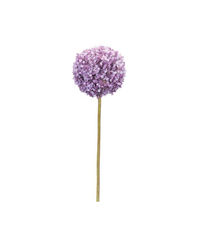 25”H  Allium Stem