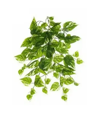 19' UV PROTECTED POTHOS BUSH