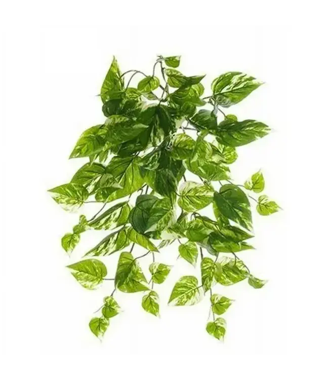 19' UV PROTECTED POTHOS BUSH