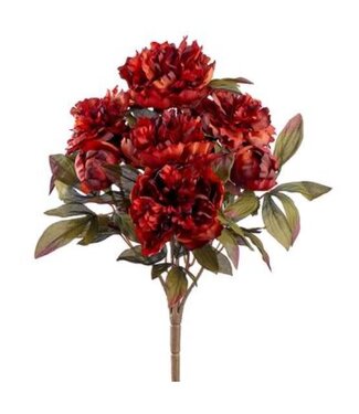 20" Peony Bush x5  Rust