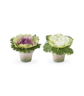6 Inch Cabbages in Pot