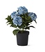 18.75 Inch 5 Bloom Potted Hydrangea with Faux Dirt