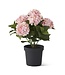 18.75 Inch 5 Bloom Potted Hydrangea with Faux Dirt