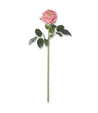 24 Inch Dark Pink Real Touch Austin Rose Stem